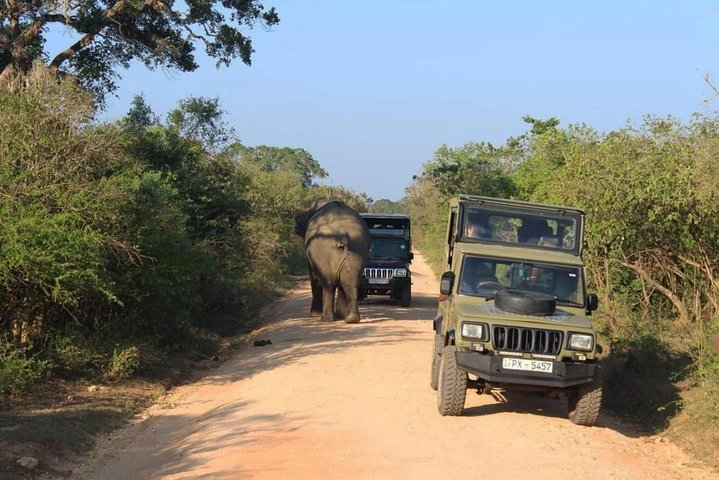 One Day Udawalawe Safari from Galle/Mirissa/Unawatuna/Hikkaduwa - Photo 1 of 16